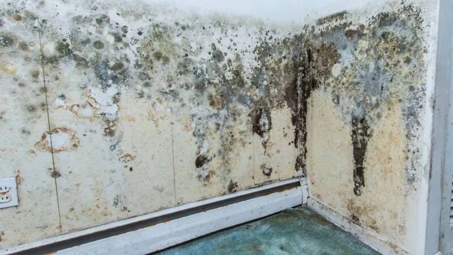 Hướng dẫn xử lý tường bị ẩm mốc đơn giản - hiệu quả Tường bị ẩm mốc do ảnh hưởng từ thiên tai