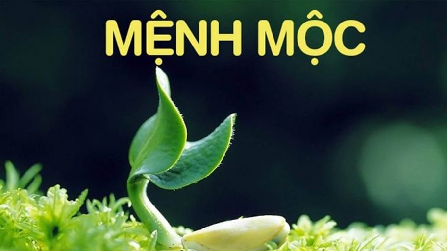 Tổng quan về mệnh Mộc